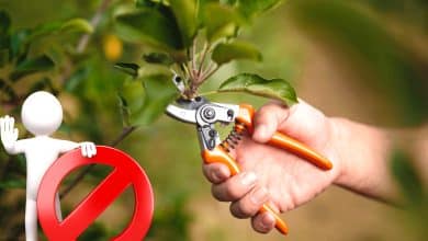 Les arbres à ne pas tailler en octobre