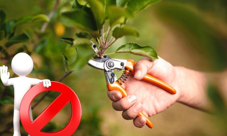 Les arbres à ne pas tailler en octobre