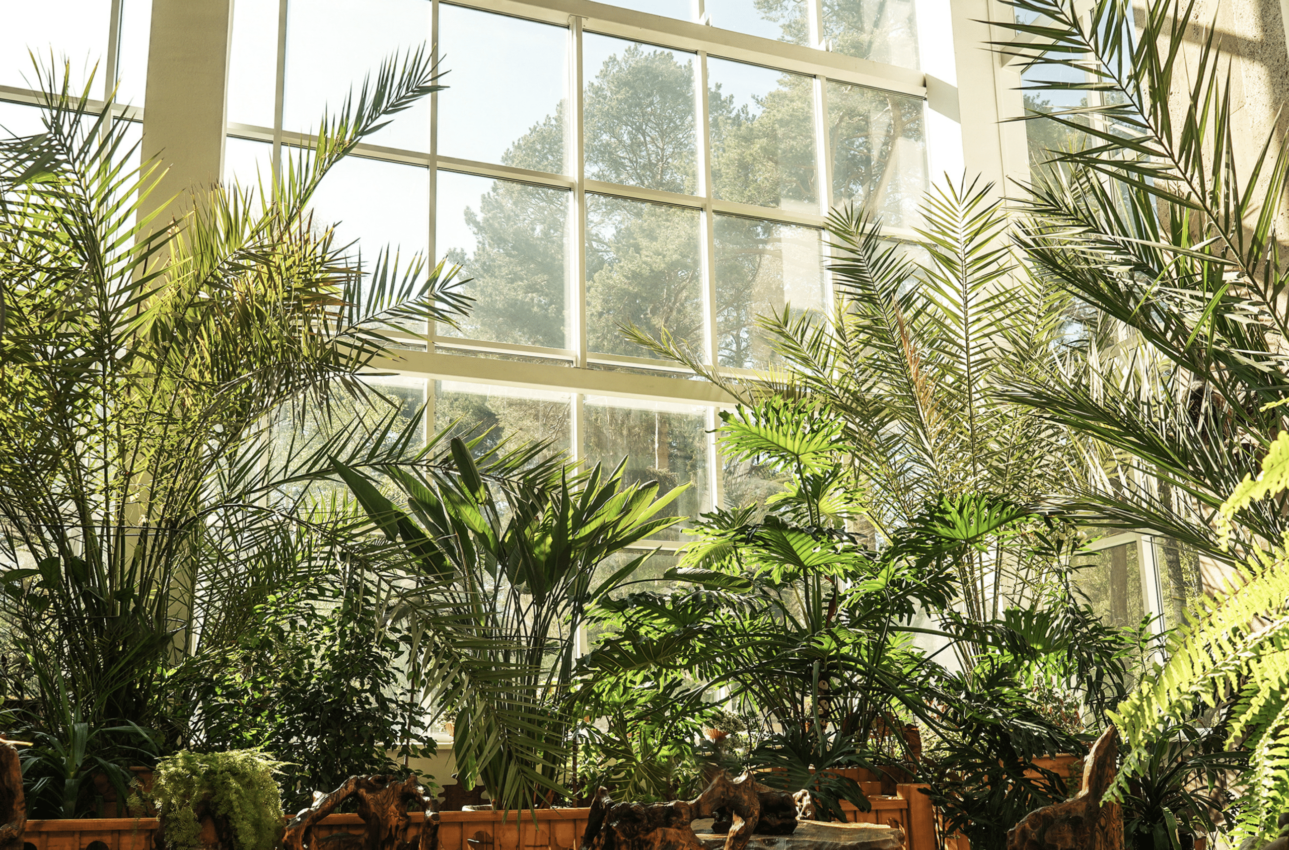 Des plantes près des fenêtres pour augmenter la chaleur