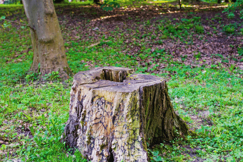 3 Astuces hyper simples pour supprimer naturellement les racines d