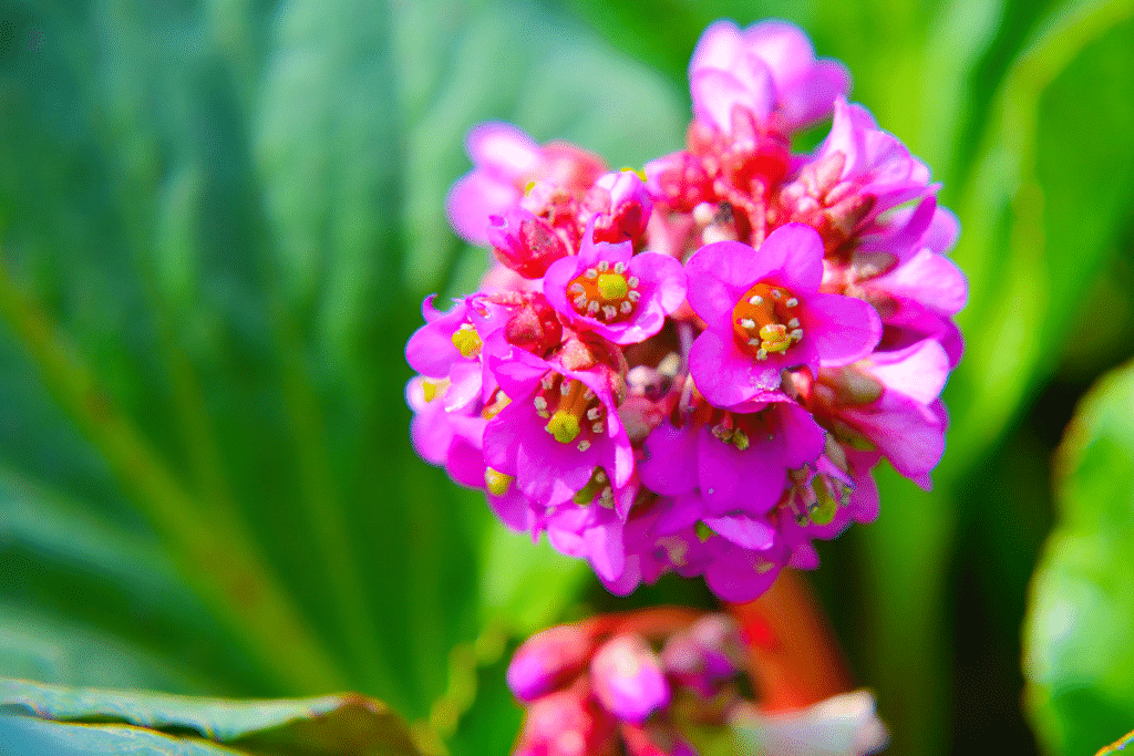 Fleur de Bergénia