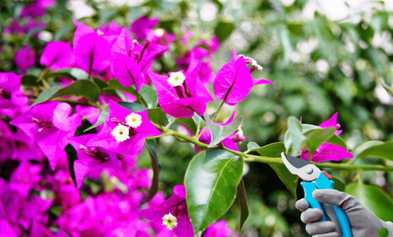 Bougainvillée à tailler