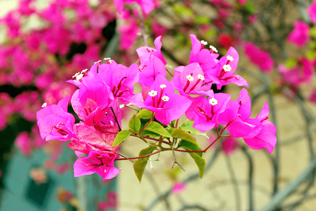 Bougainvillée