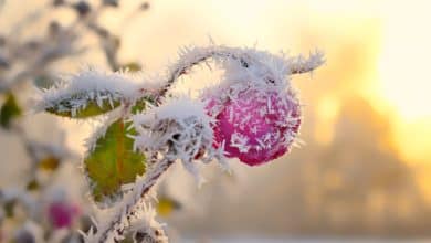 Bouton de rose en hiver