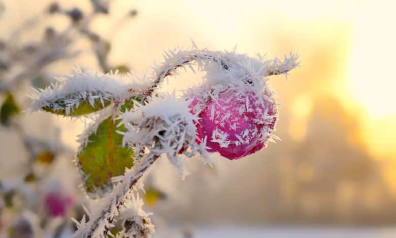 Bouton de rose en hiver