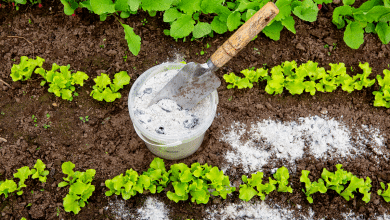 Cendres au potager