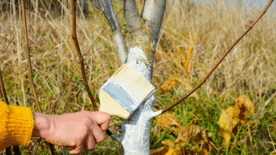 Chauler un arbre