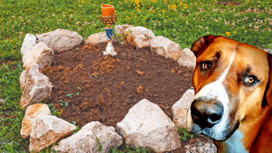 Chien enterré au jardin