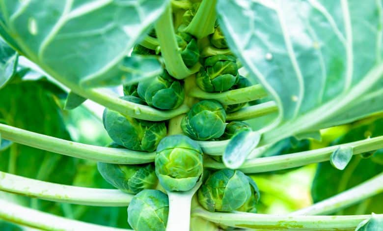 Choux de bruxelles