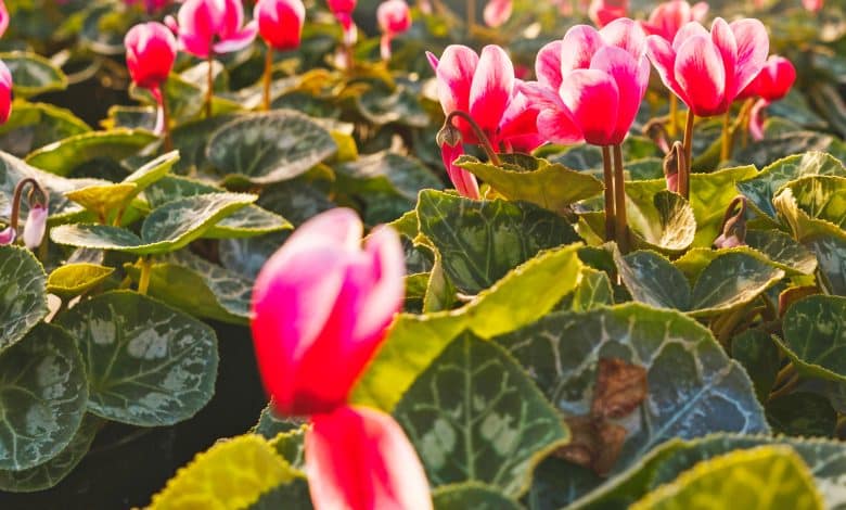 Cyclamen au jardin
