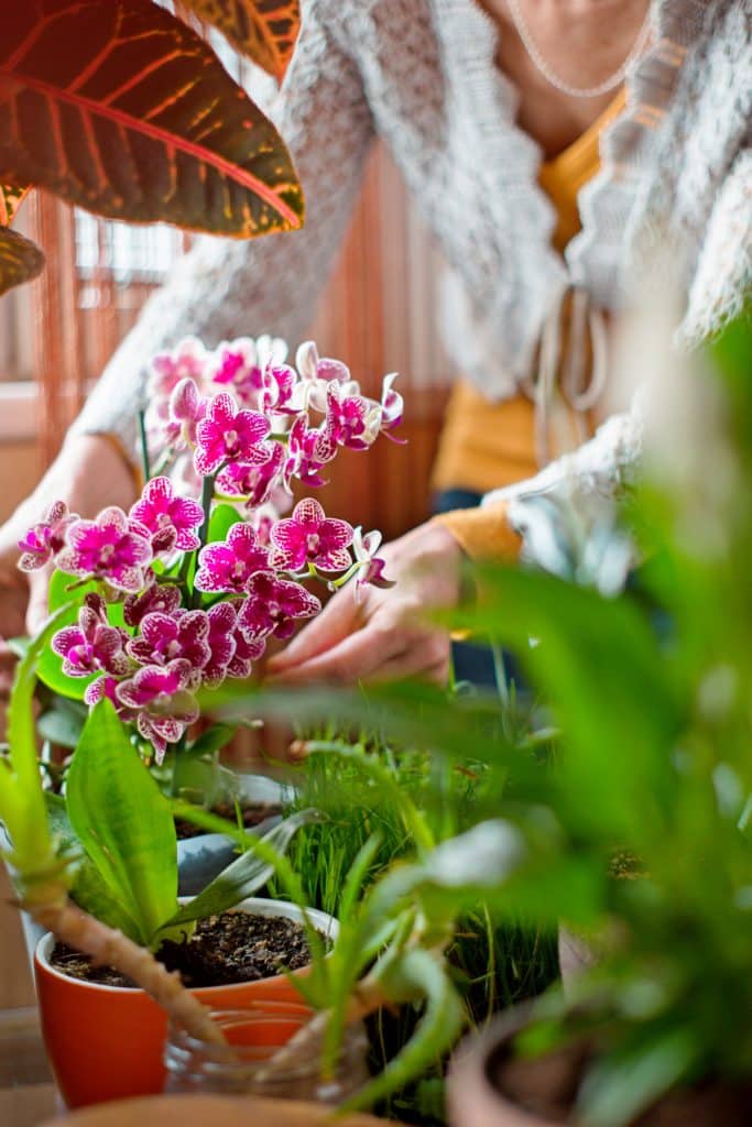 Femme s'occupe d'une plante d'orchidée