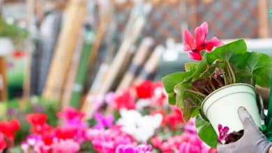 cyclamens colorés