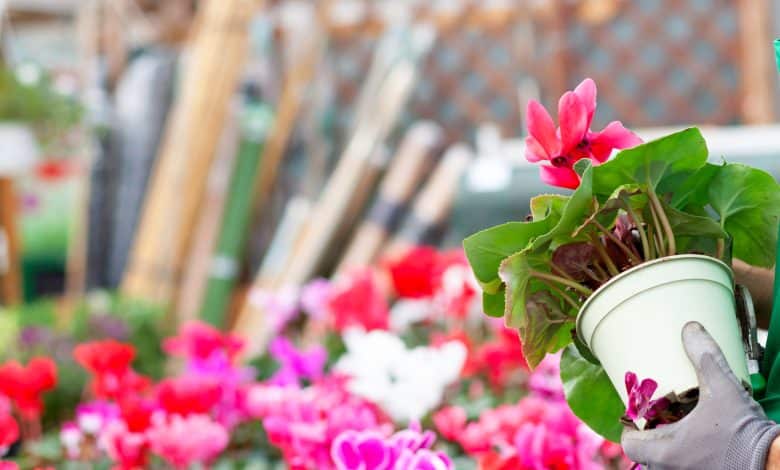 cyclamens colorés