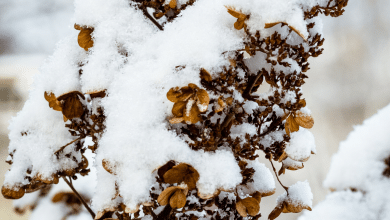 Hortensia sous la neige