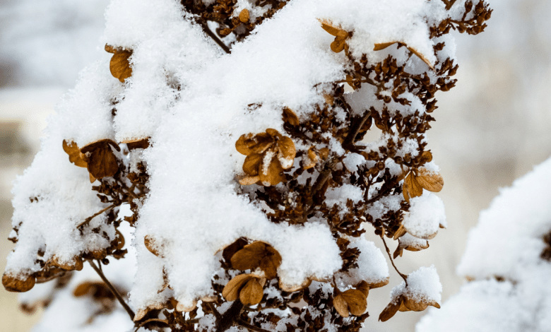Hortensia sous la neige