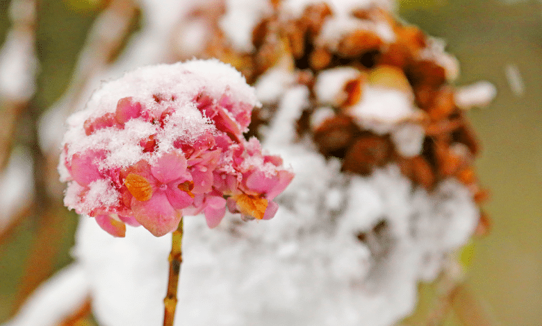 Hortensias en hiver.
