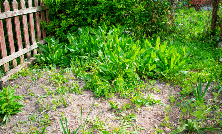 Jardin négligé