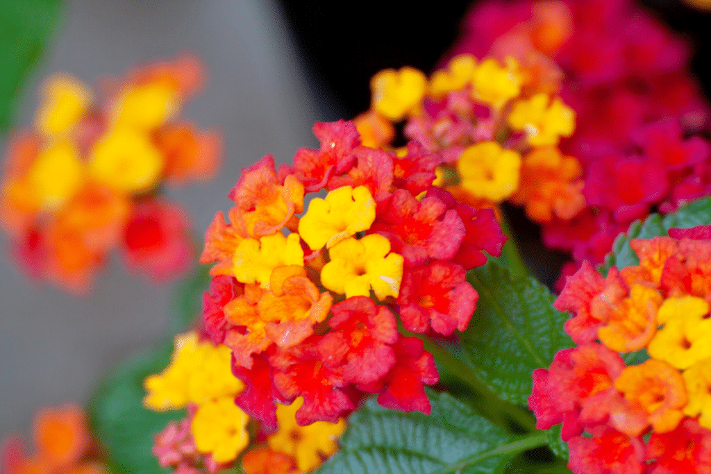 Lantanas