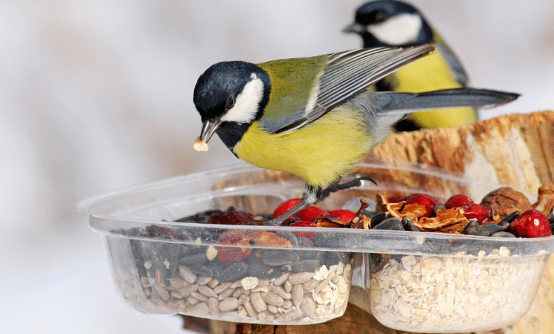 Oiseaux et mangeoire