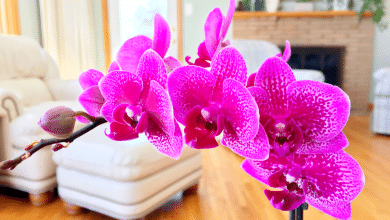 Orchidée au salon.