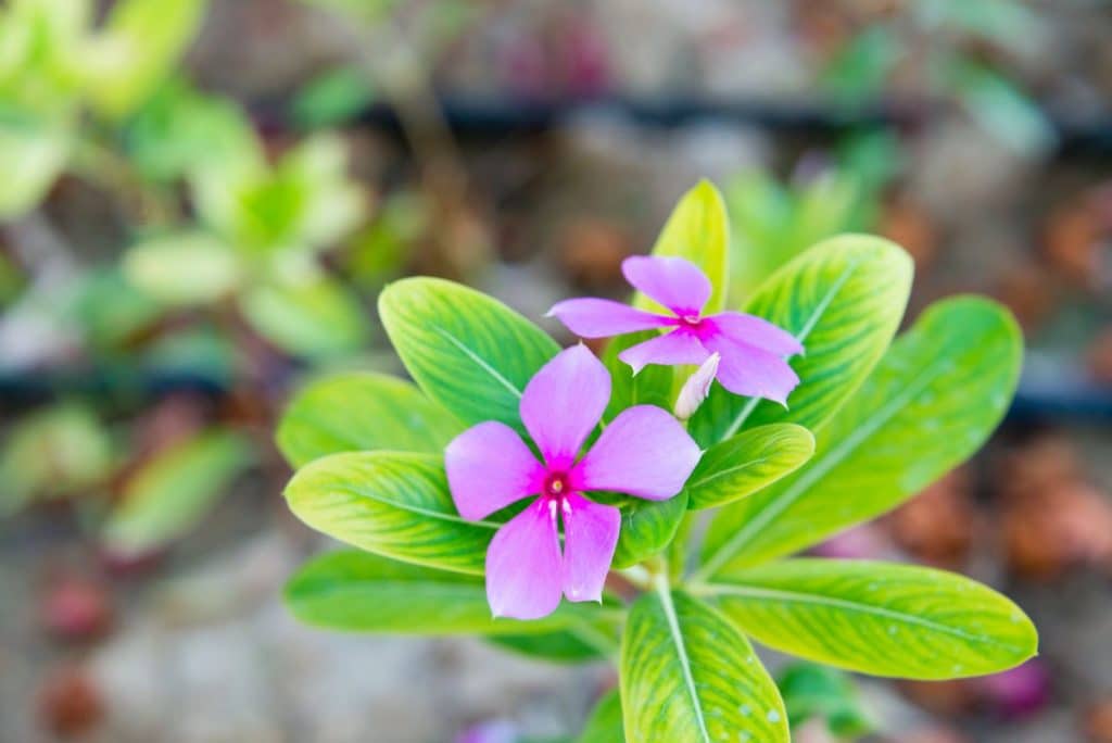 Pervenche de Madagascar au jardin