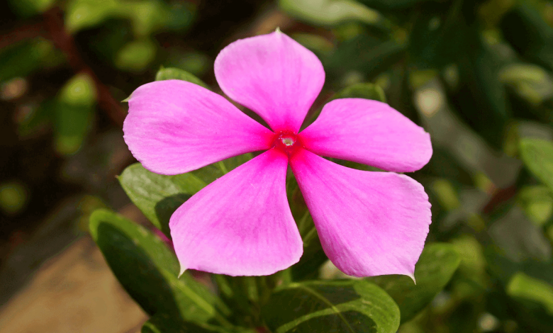 Pervenche de Madagascar