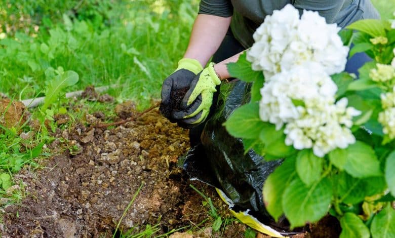 Planter une hortensia
