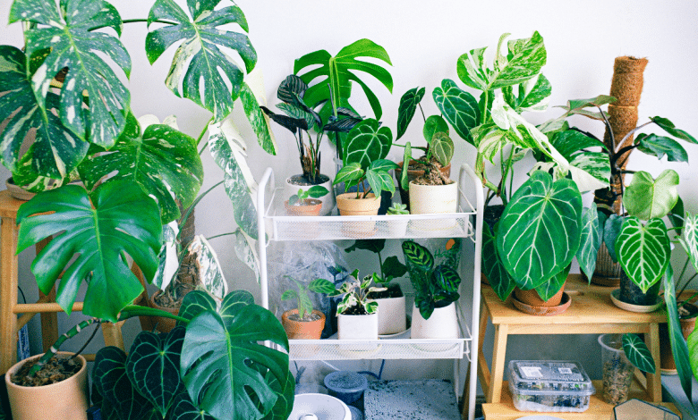 Plantes d'intérieur.