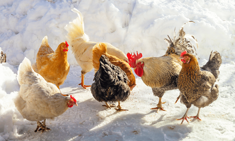 Poules en plein hiver