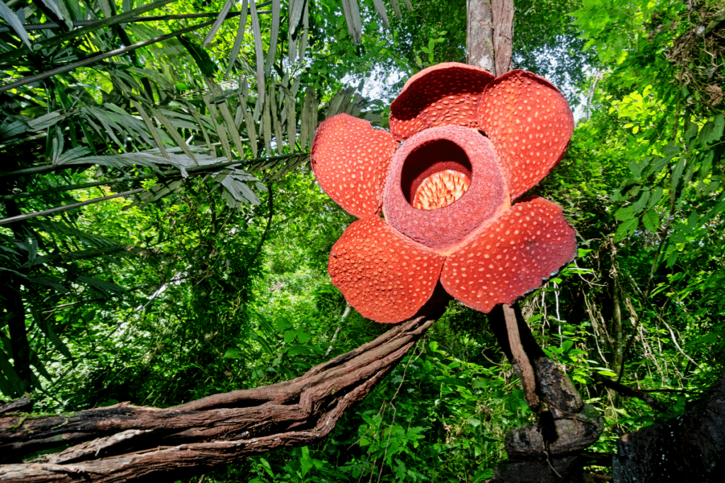 Rafflesia