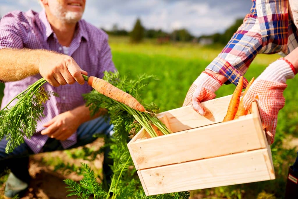Récolte carottes au potager