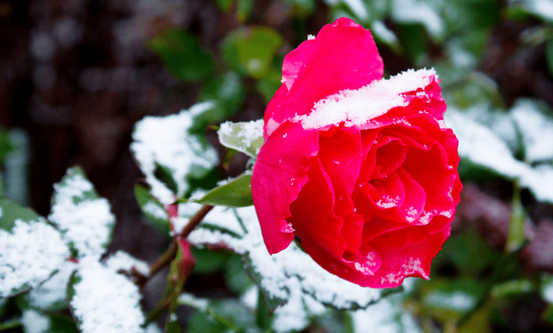 Rose en hiver.