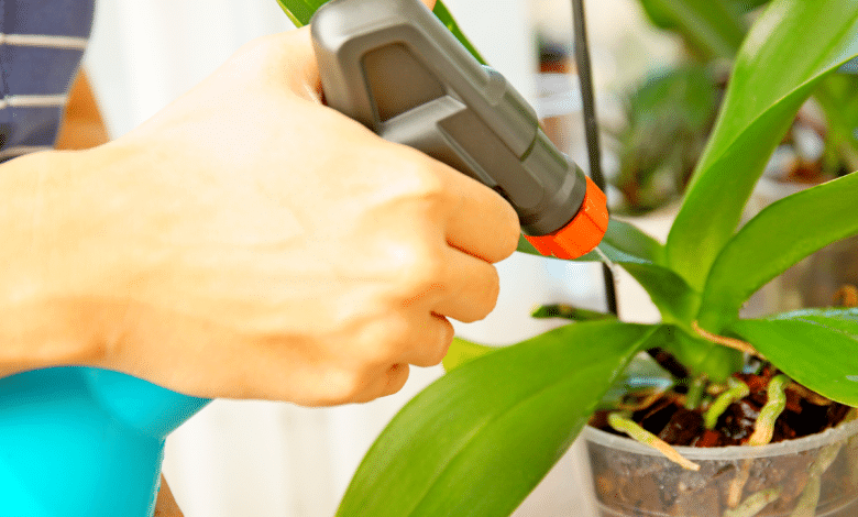 Spray orchidée