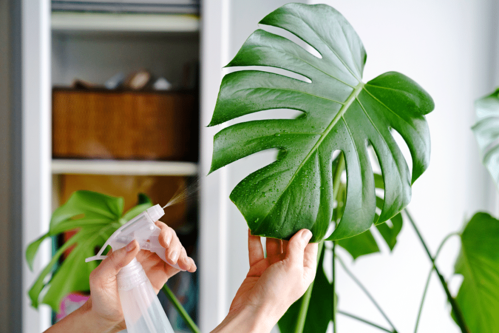 Spray sur monstera
