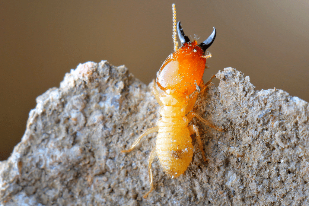 Termite