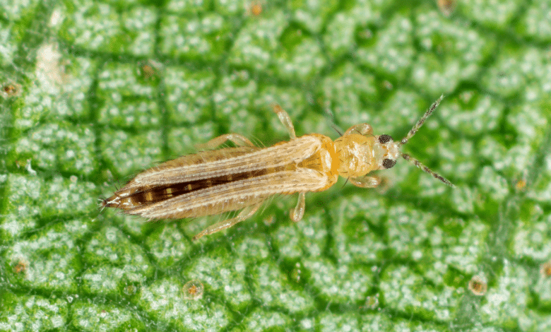 Thrips