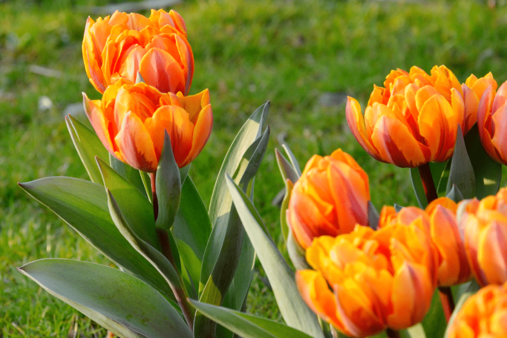 Tulipes au jardin