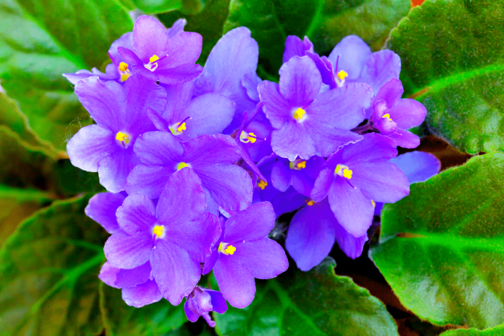 Violettes au jardin