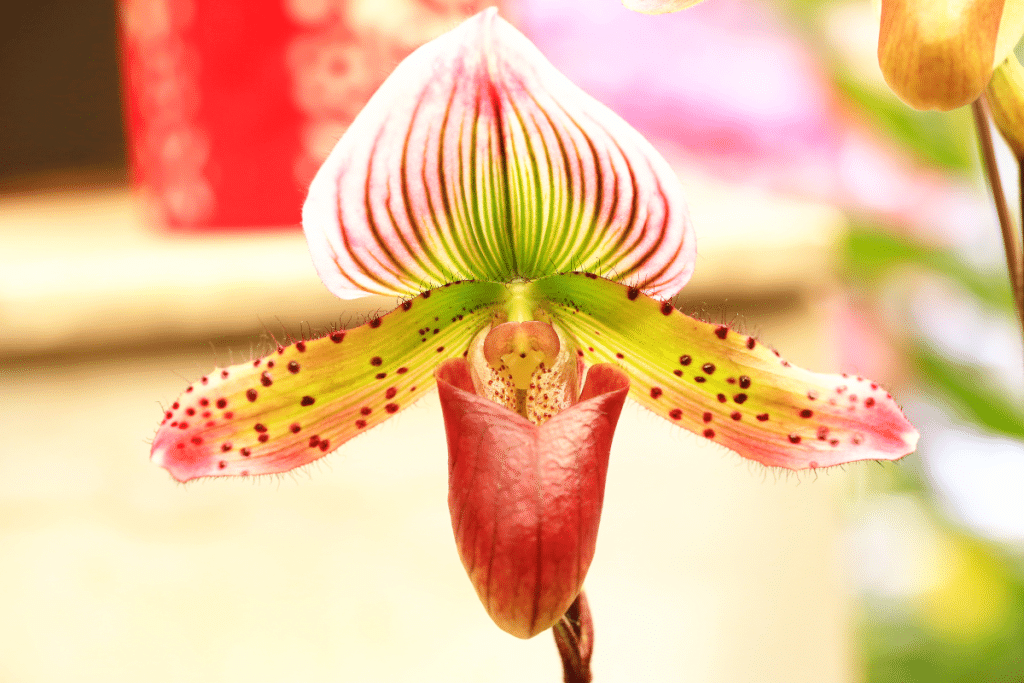 dame-slipper orchidée
