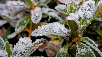plante sous la neige