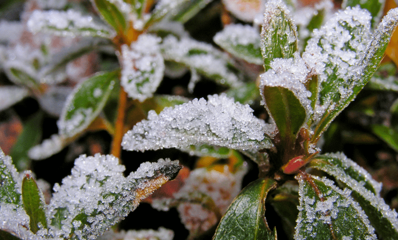 plante sous la neige