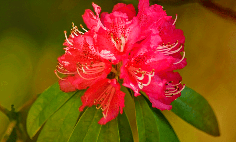 Rhododendron