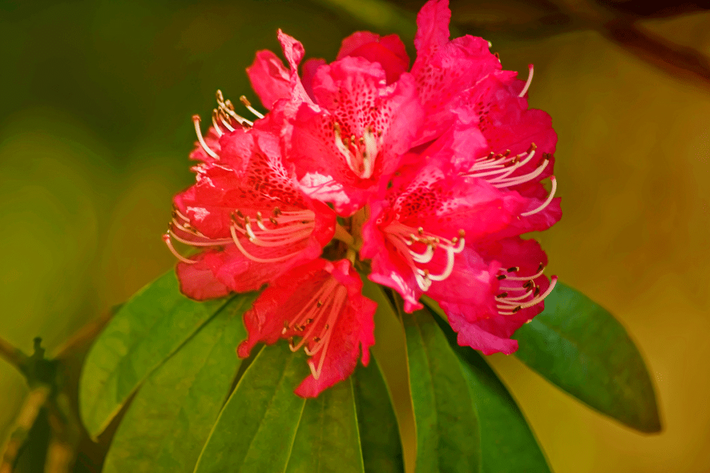 rhododendron