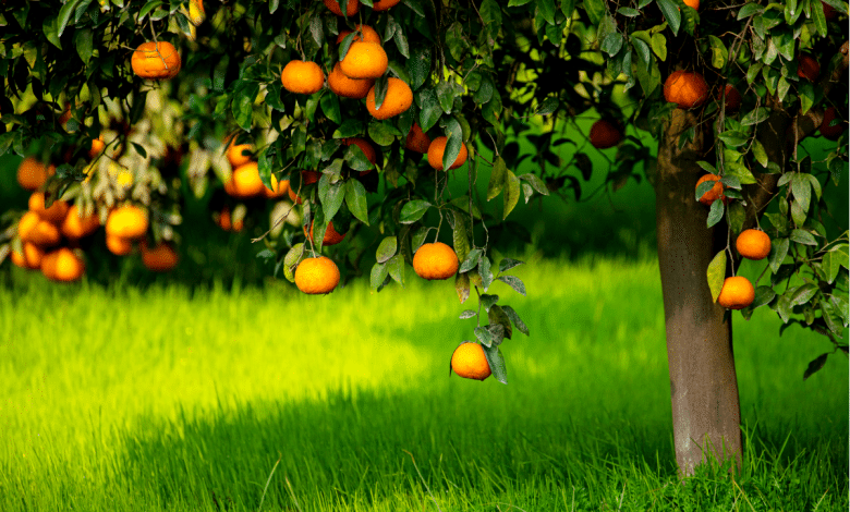 Arbre agrumes