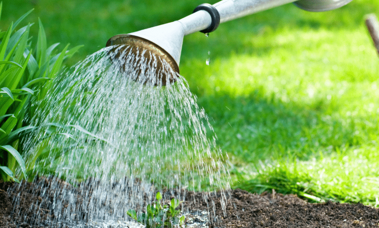 Arrosage de plantes.