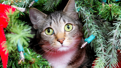 Chat et sapin