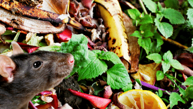 Compost et rat