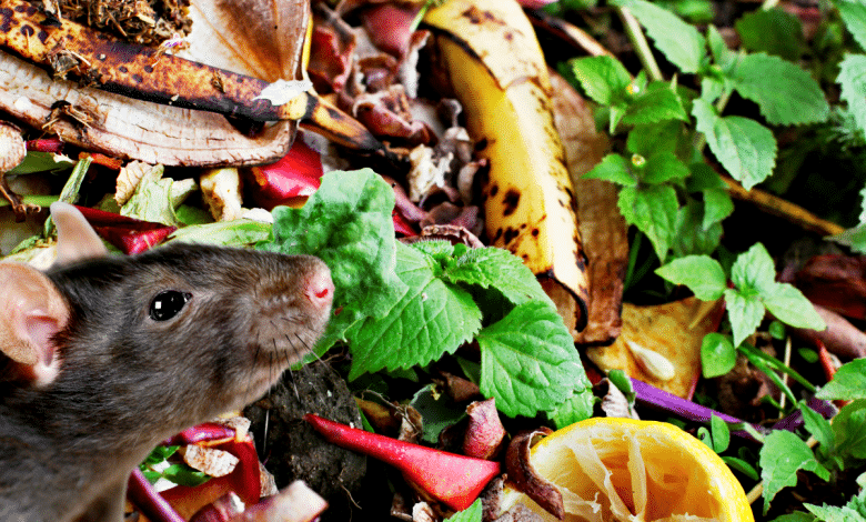 Compost et rat