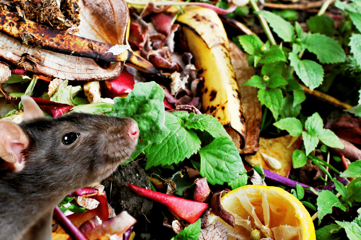 Trench Composting Rats Astuces pour bannir définitivement les rats de votre compost.