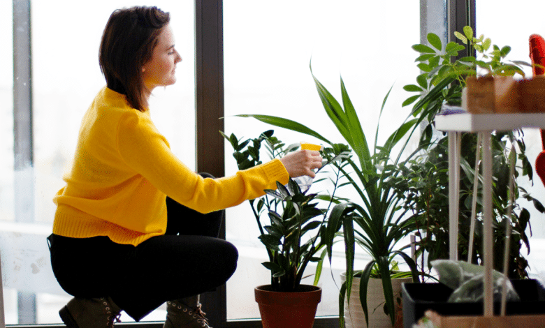 Entretien plantes intérieur